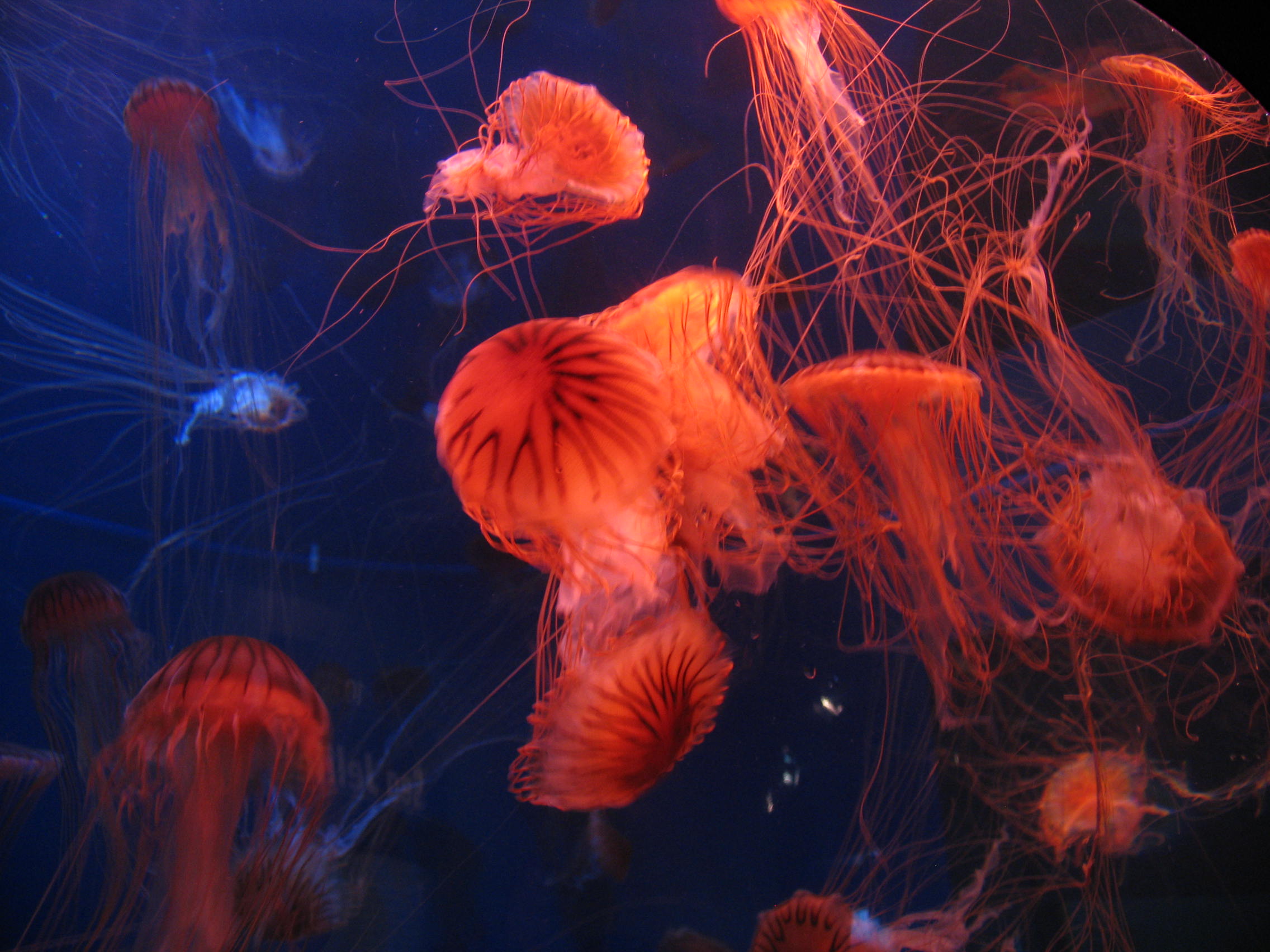 jellyfish_6028