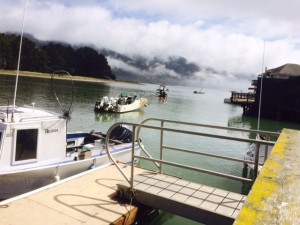 bolinas wharf fog